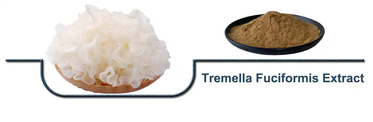 Tremella Fuciformis Extract.jpg